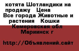 котята Шотландики на продажу › Цена ­ 5 000 - Все города Животные и растения » Кошки   . Кемеровская обл.,Мариинск г.